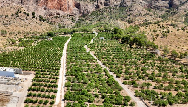 Finca - Reventa - Orihuela - Orihuela