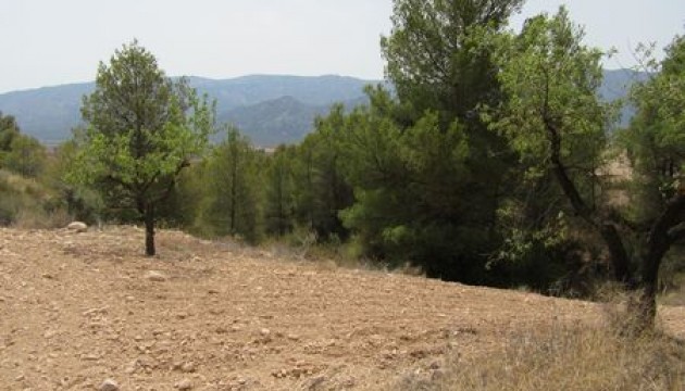 Grundstück / Grundstück - Wiederverkauf - Murcia - Murcia