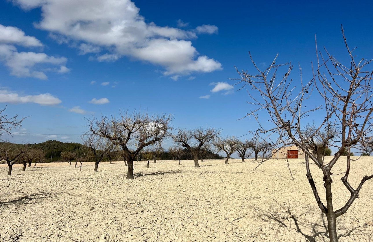 Herverkoop - Perceel / Grond - Bullas - Costa Calida