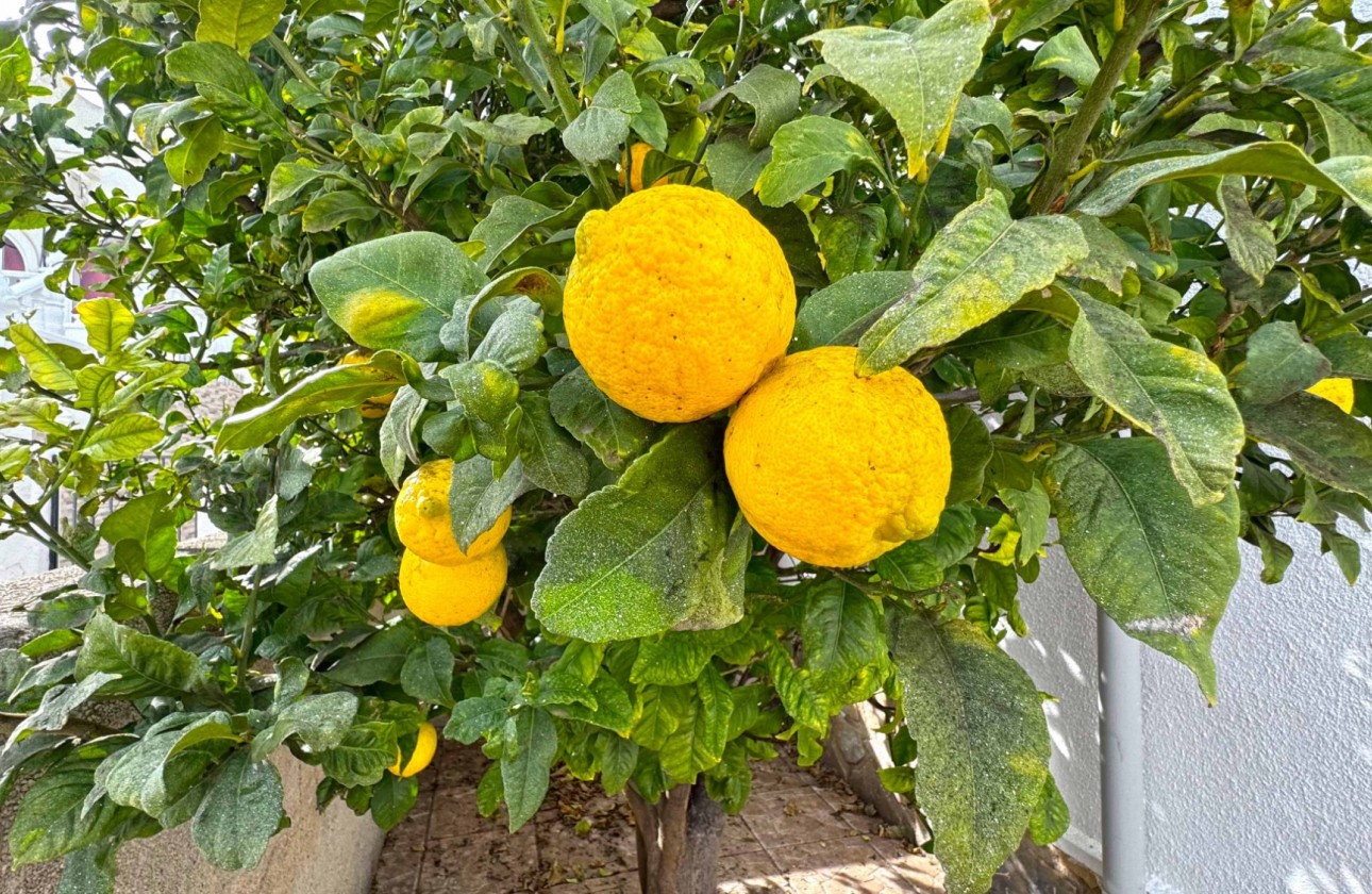 Reventa - Chalet Pareado - San Miguel de Salinas