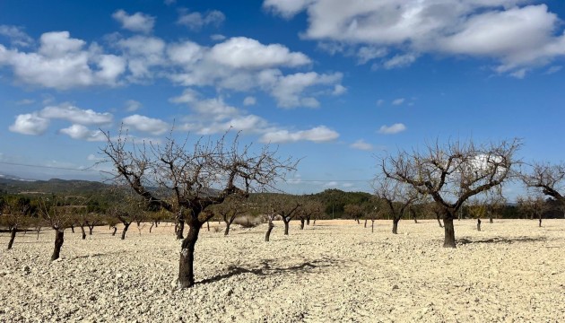 Reventa - Parcela / Terreno - Bullas - Costa Calida