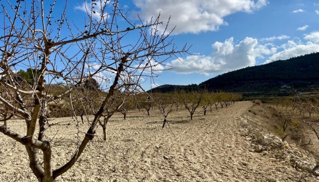 Reventa - Parcela / Terreno - Bullas - Costa Calida