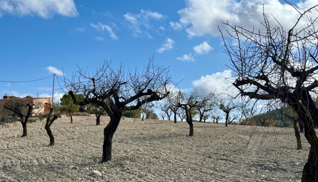 Reventa - Parcela / Terreno - Bullas - Costa Calida