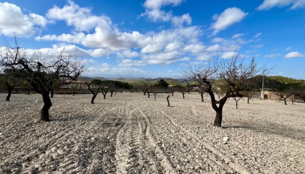 Reventa - Parcela / Terreno - Bullas - Costa Calida