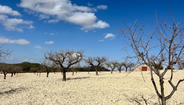 Reventa - Parcela / Terreno - Bullas - Costa Calida