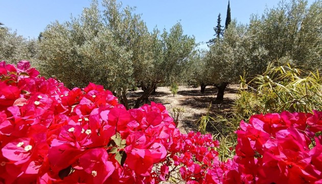 Begagnad - Landsbyggdshus - Albatera