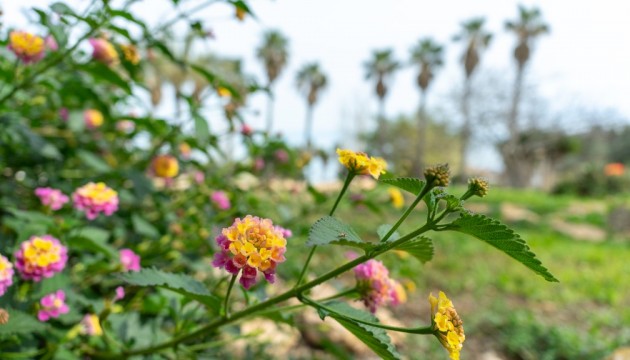 Resale - Detached Villa - Orihuela Costa - Los Altos