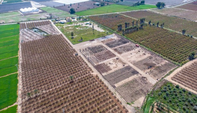 Reventa - Finca - Crevillente