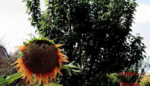 Begagnad - Fristående Villa - Murcia