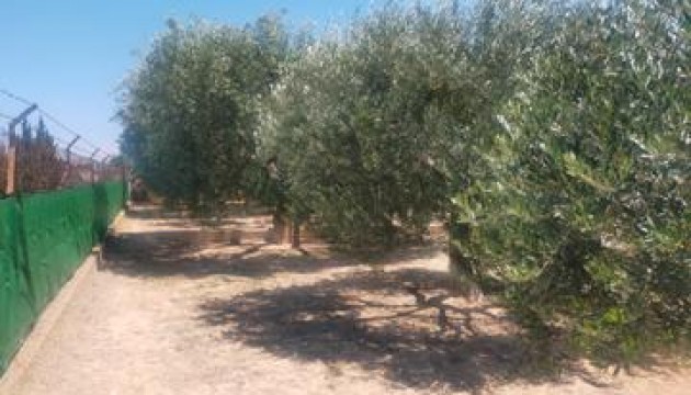 Reventa - Chalet Independiente - Elche