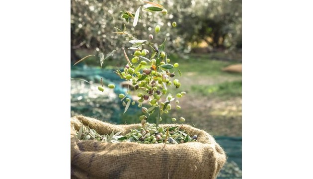 Begagnad - Tomt / mark - Murcia - Nogalte