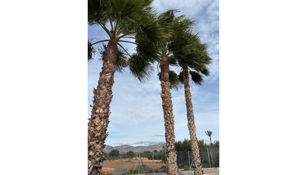 Odsprzedaż - Detached Villa - Crevillente