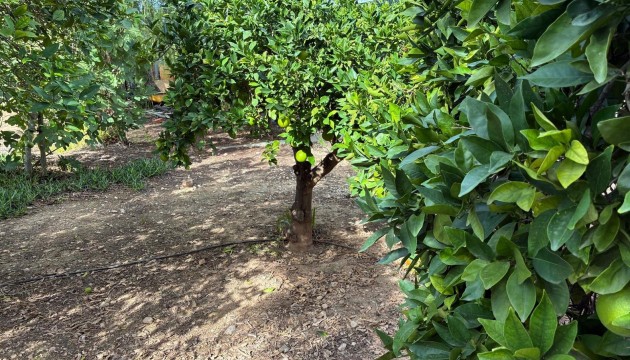 Odsprzedaż - Detached Villa - Crevillente