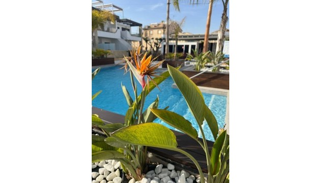 Resale - Apartment - Orihuela Costa - Punta Prima