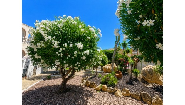 Wiederverkauf - Bungalow - La Mata - Torrelamata - La Mata