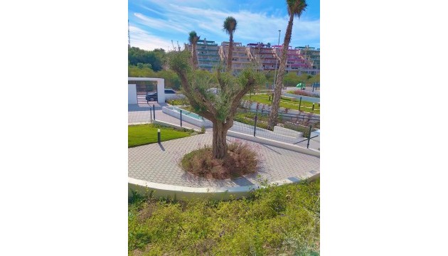 Begagnad - Lägenhet - Orihuela