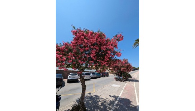 Resale - Apartment - Orihuela Costa - Cabo Roig